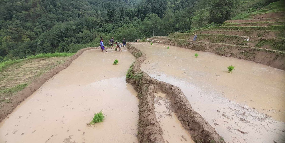 ‘रासायनिक मल पाउन सास्ती र हैरानी खेप्ने दिन गए’